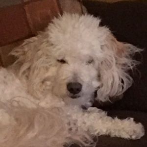 Meet your Posher, Luis